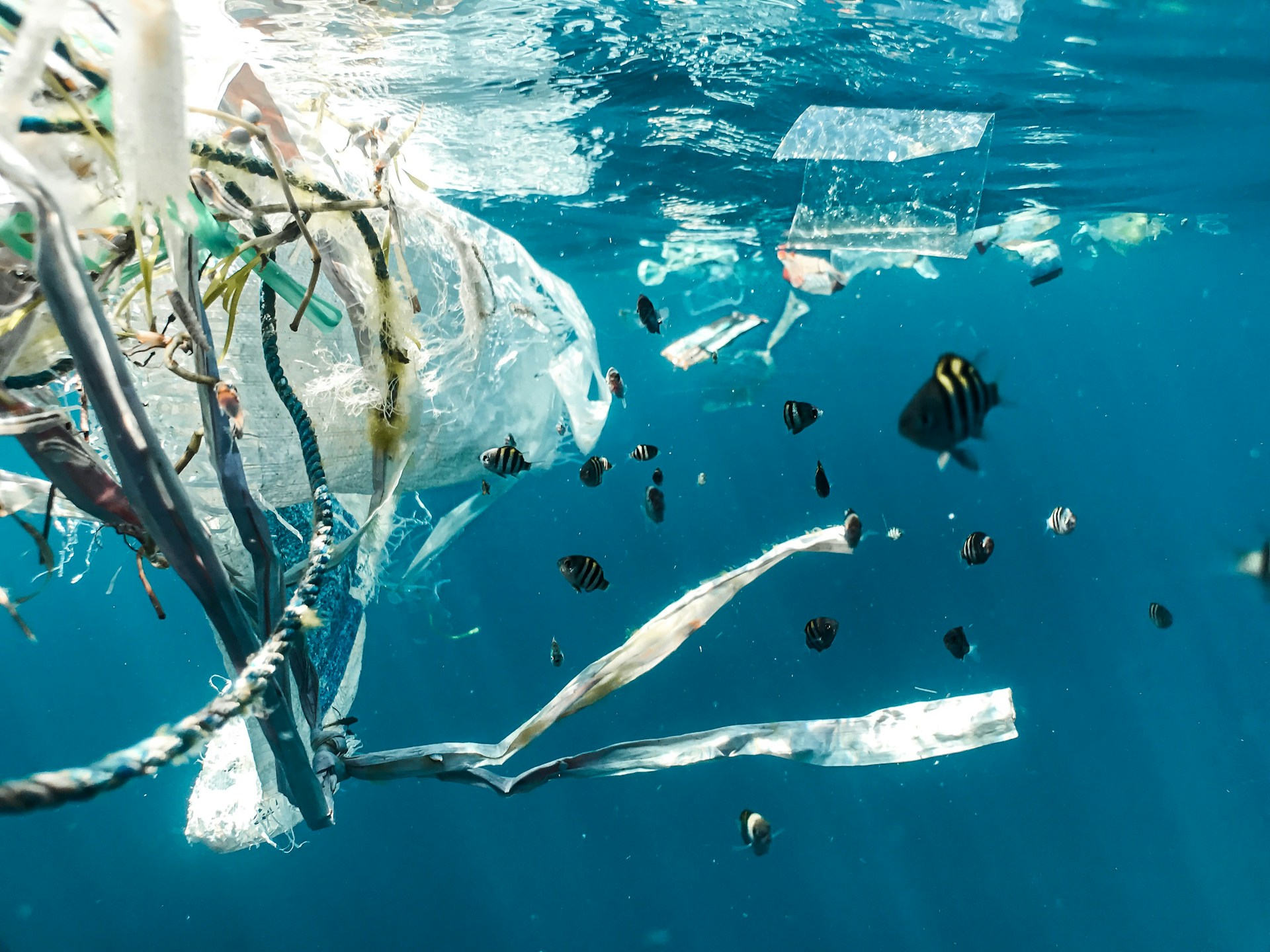Plastic pollution in marine environment